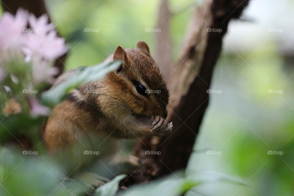 Baby chipmunk through some leaves