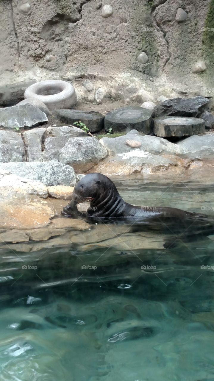 Otter feeding time
