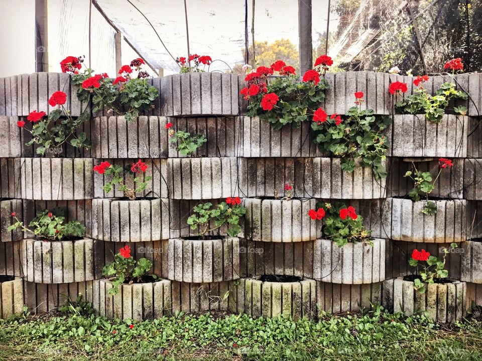 Muro de flores