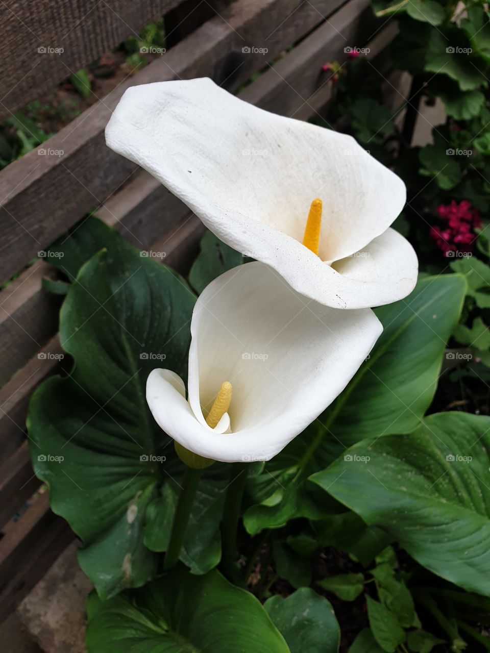 peace lilly