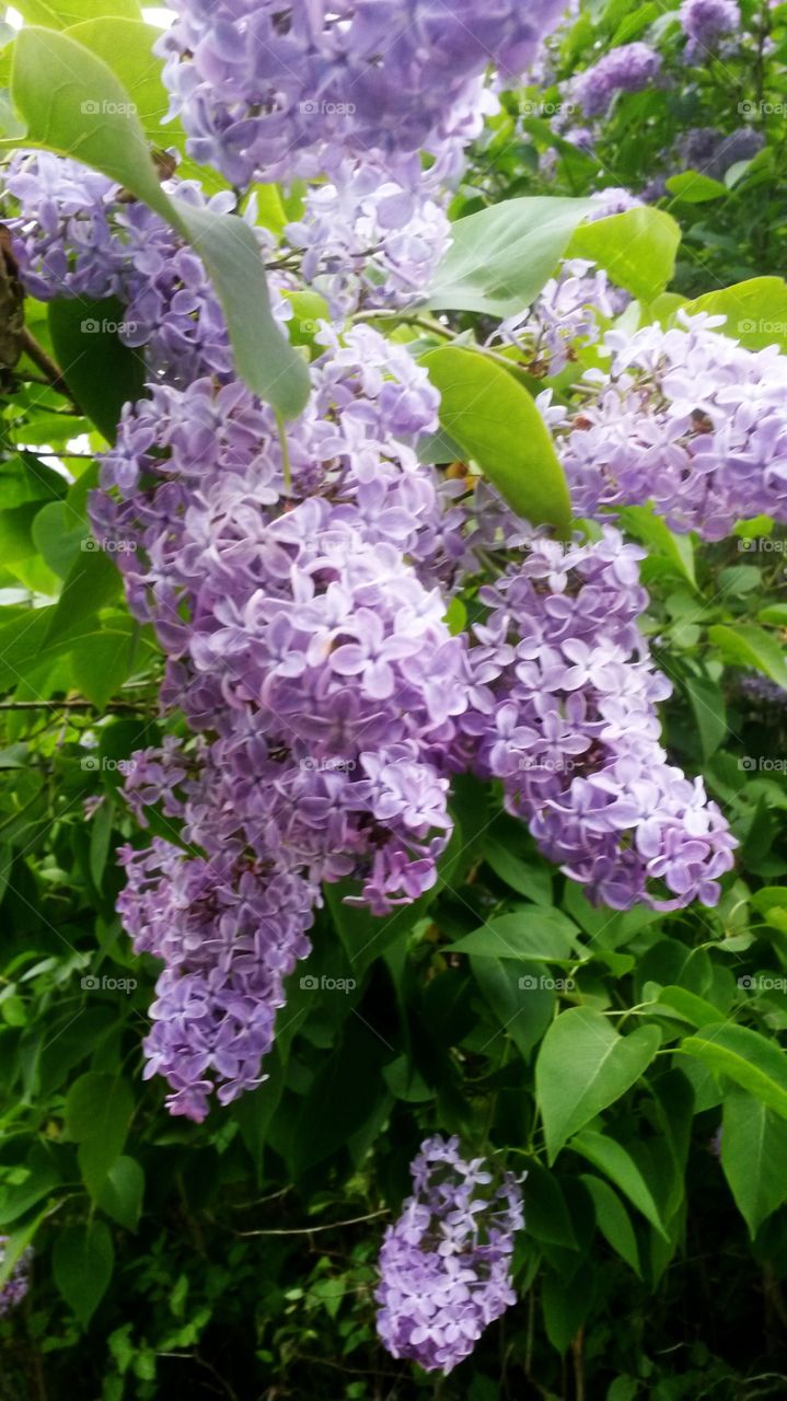 Lilac tree.