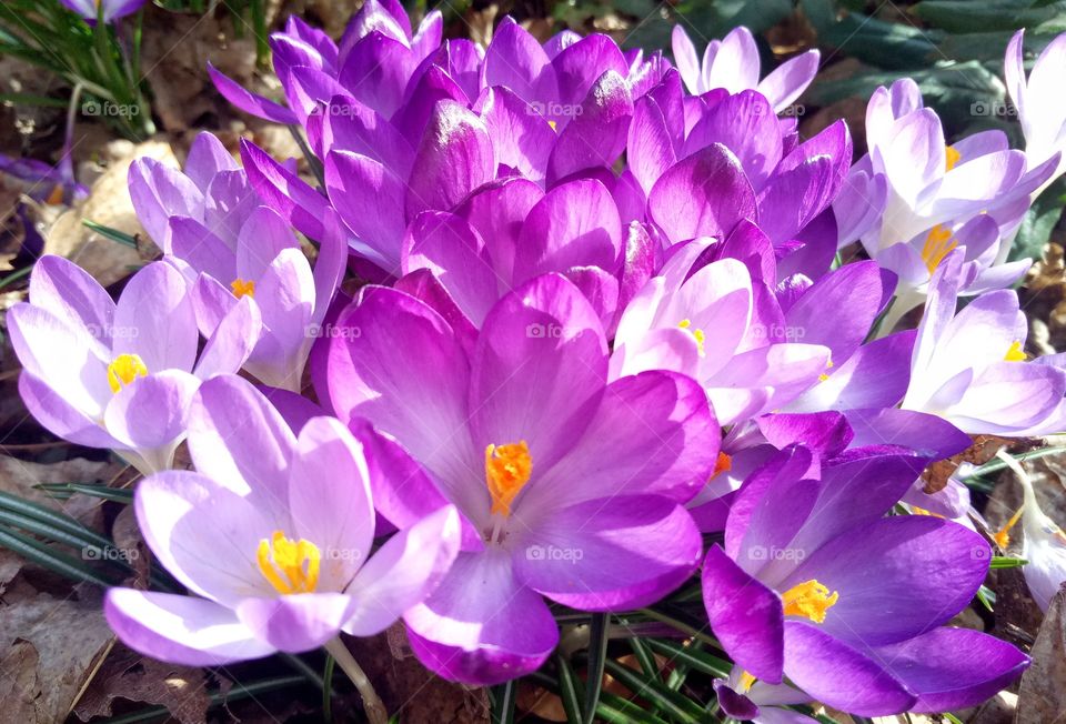 crocus flowers in the garden