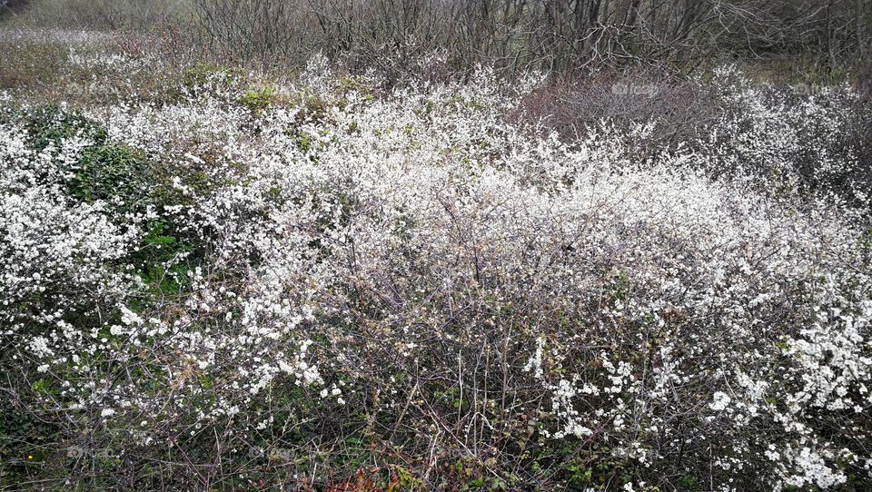 White bush blooming