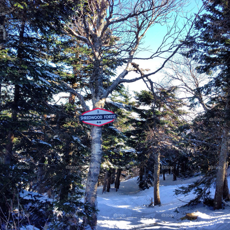 Skiing in the trees at stratton vt