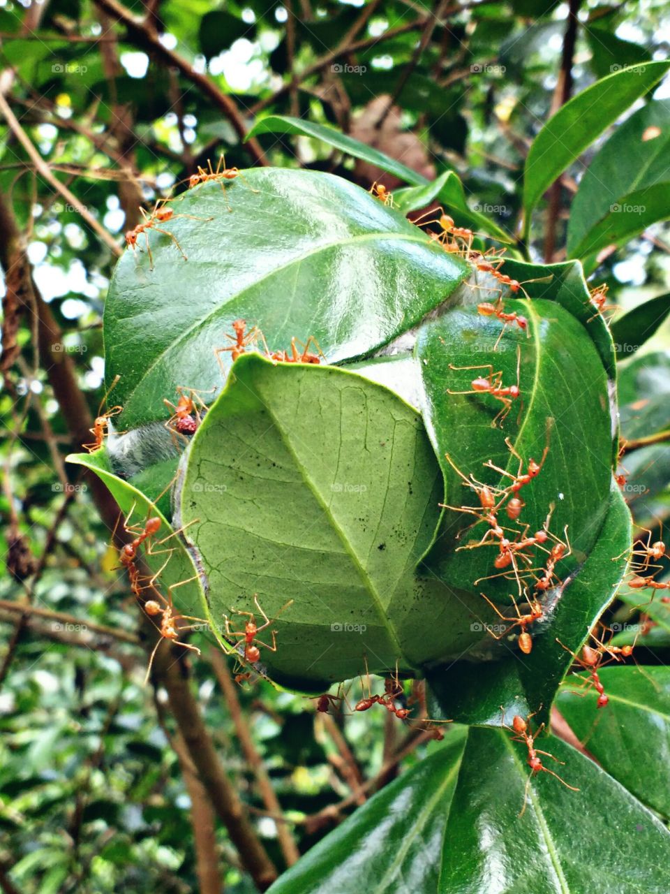 ant nest