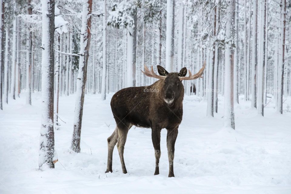 Beautiful moose with large horns standing in the snow deep in in the forest on a cold winter day