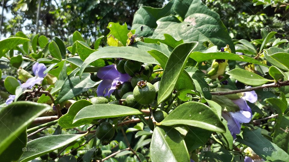 Tropical fruits