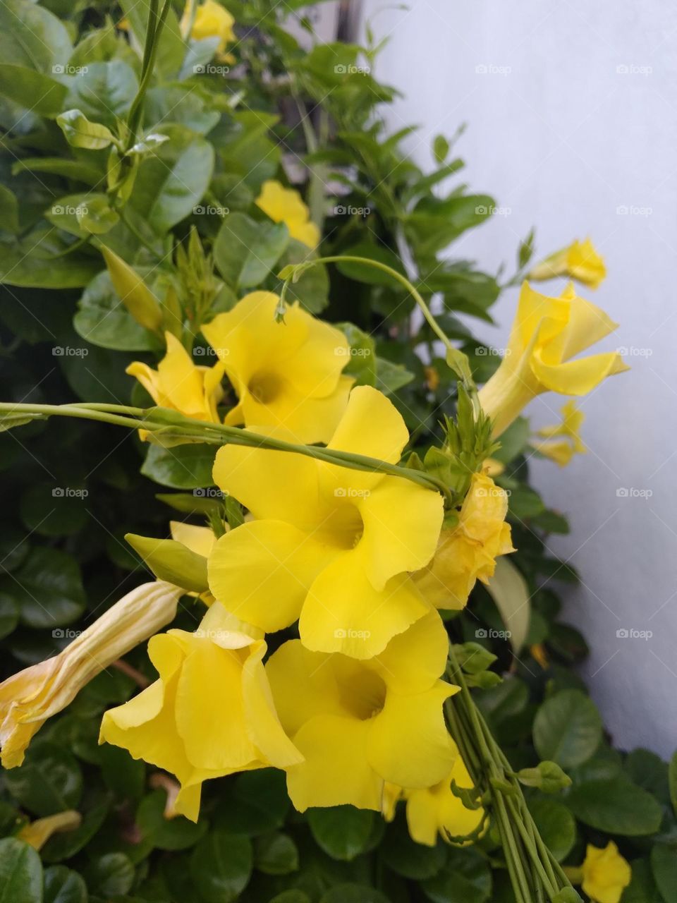 Most Beautiful yellow color flowers in my garden..
nature ❤
