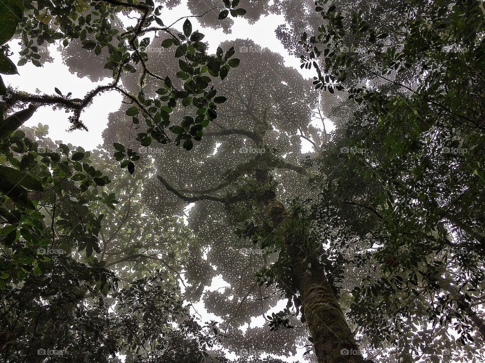 Canopy Costa Rica