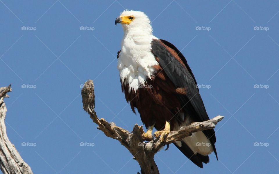 African fish eagle
