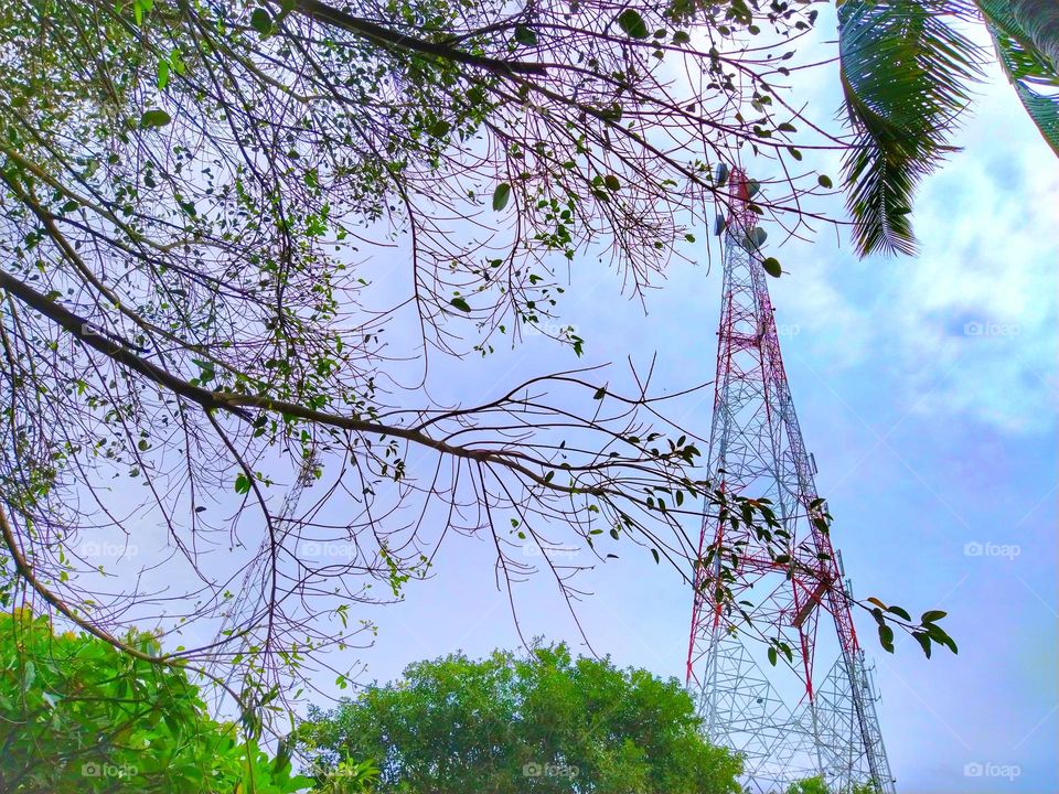 beautiful tree branches