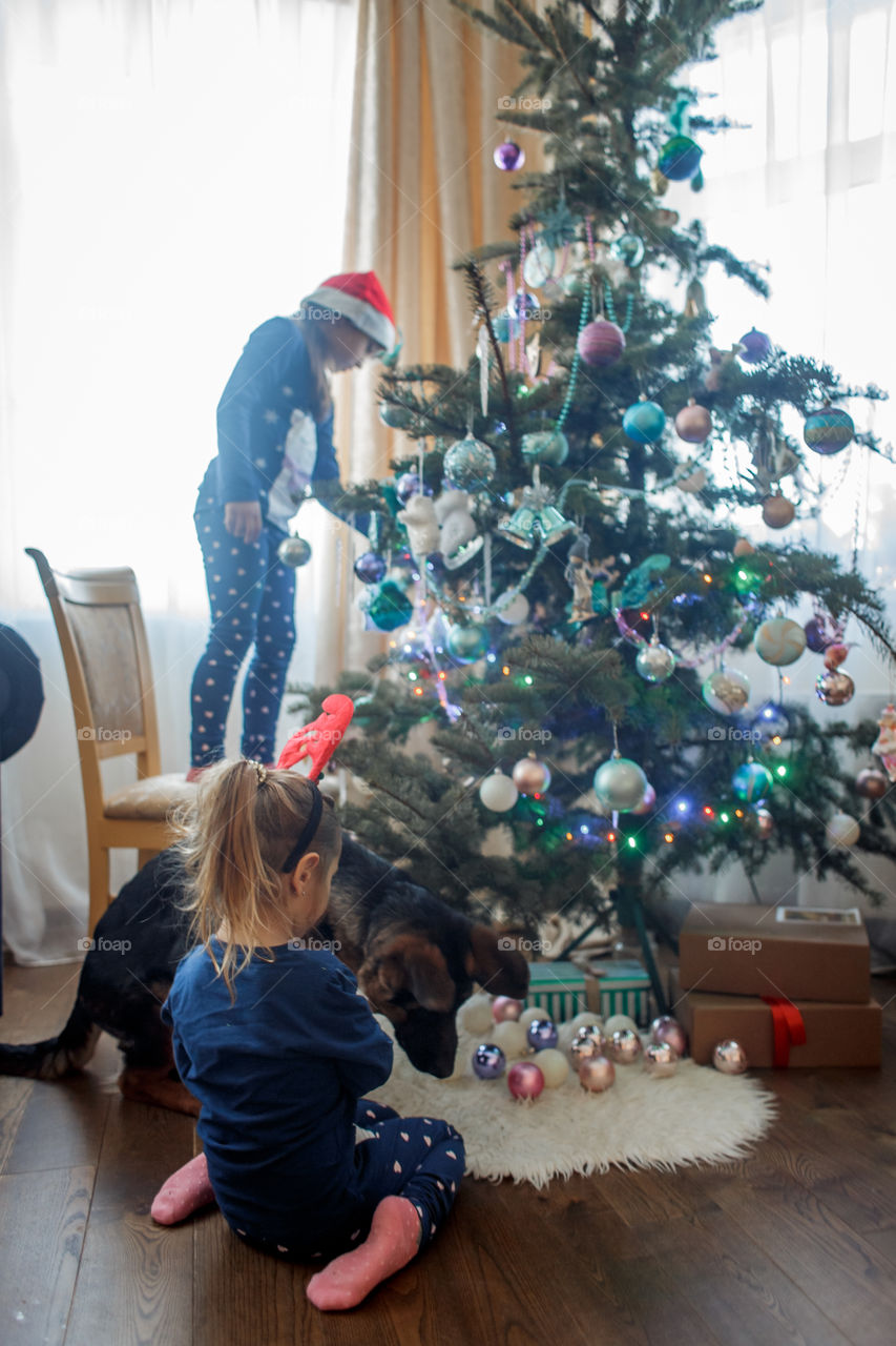 Little sisters with German shepherd puppy near Christmas tree 