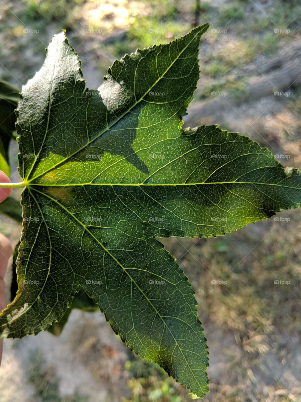 sweetgum leaf