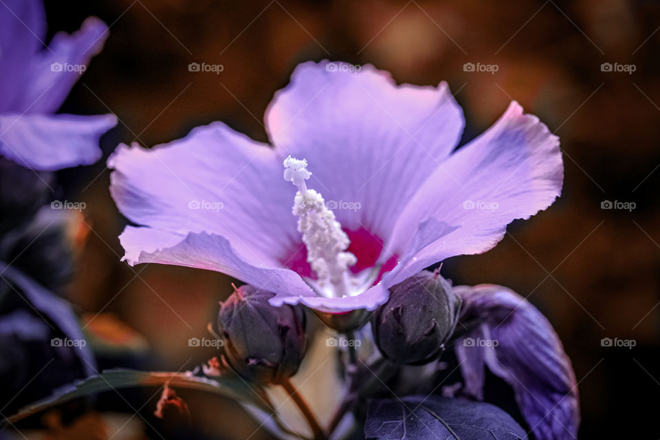 Purple flower shoot