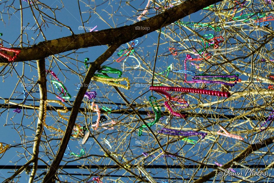 looking up at a Mardi Gras tree