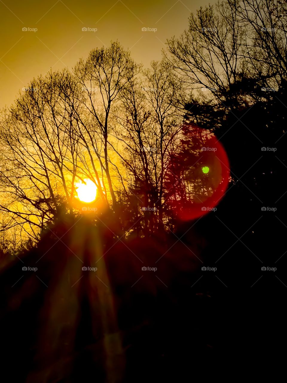 The beautiful golden sun shining through silhouetted trees along a mountainside as it sets upon another day. 