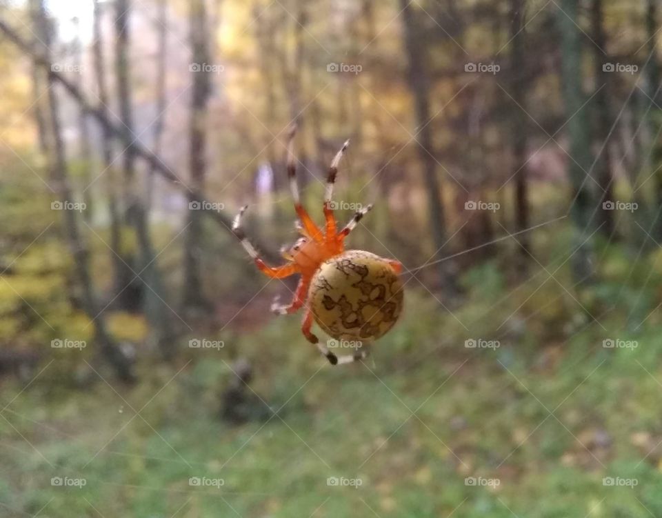 Weaving a web to watch the world