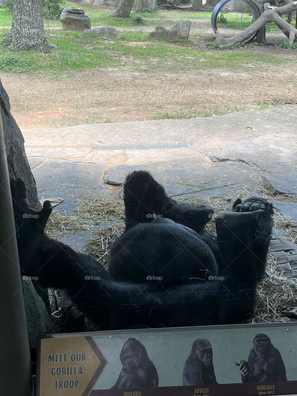 Chillin gorilla