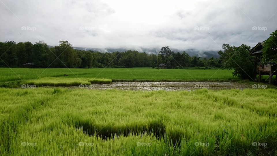 paddy field green rice. paddy field, Lush  drop on Green rice with hut, paddy field somewhere in Thailand, landscape, wallpaper, background