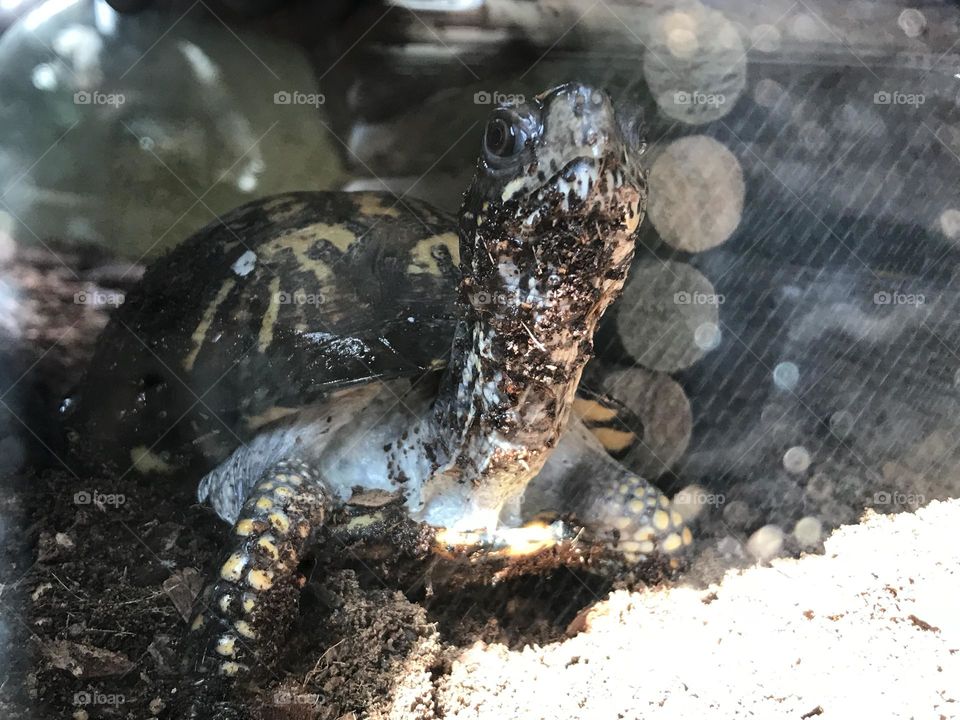 Spotted turtle pet