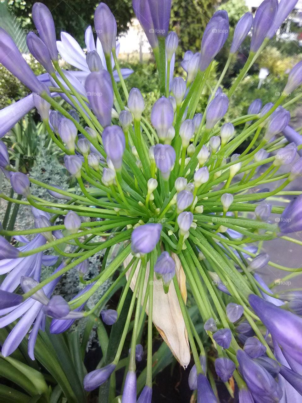 budding flowers