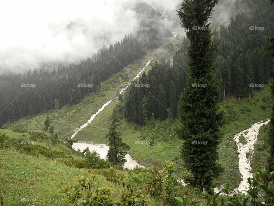 green nature true photos 
📸 Muneeb bhat