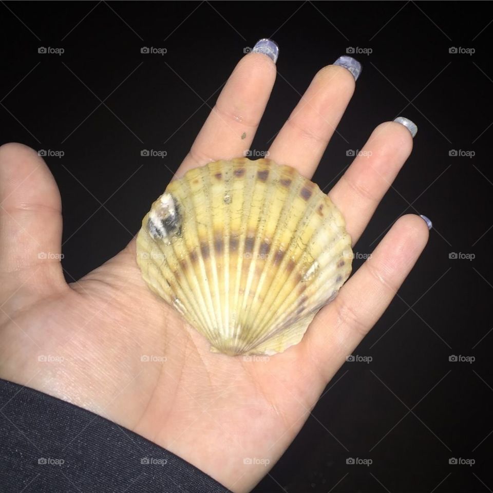 Sea shells by the seashore