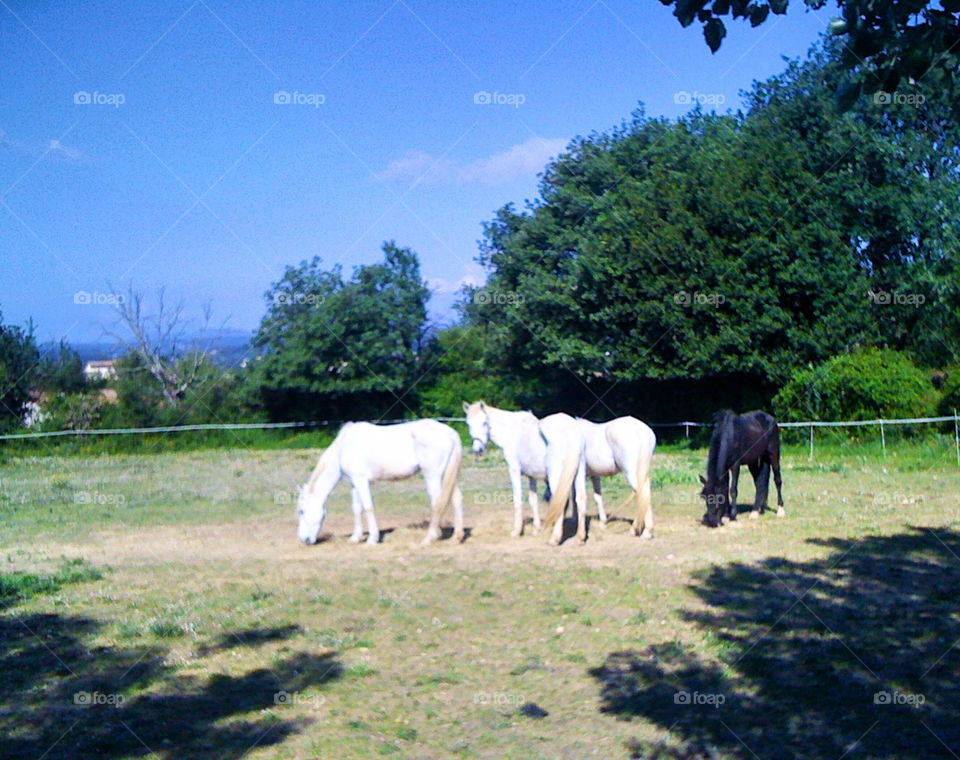 south of france horses trying to find something to est no grass by swisstraveler