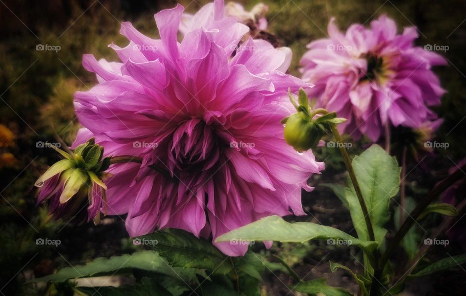 Pink Dahlia in bloom