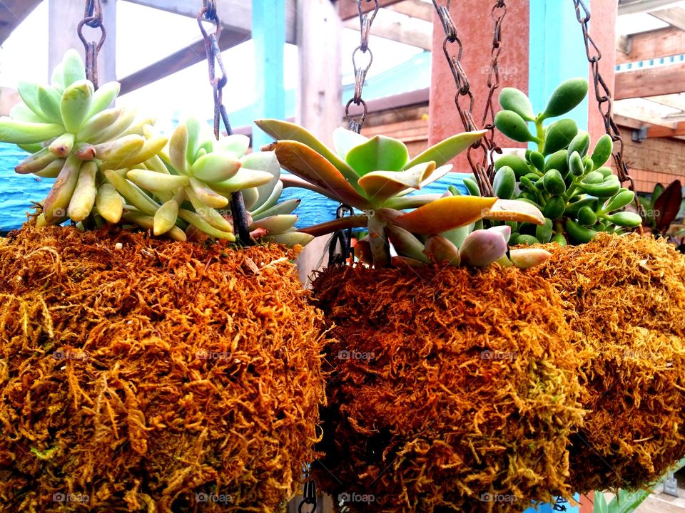 Urban Garden, Succulent Love!