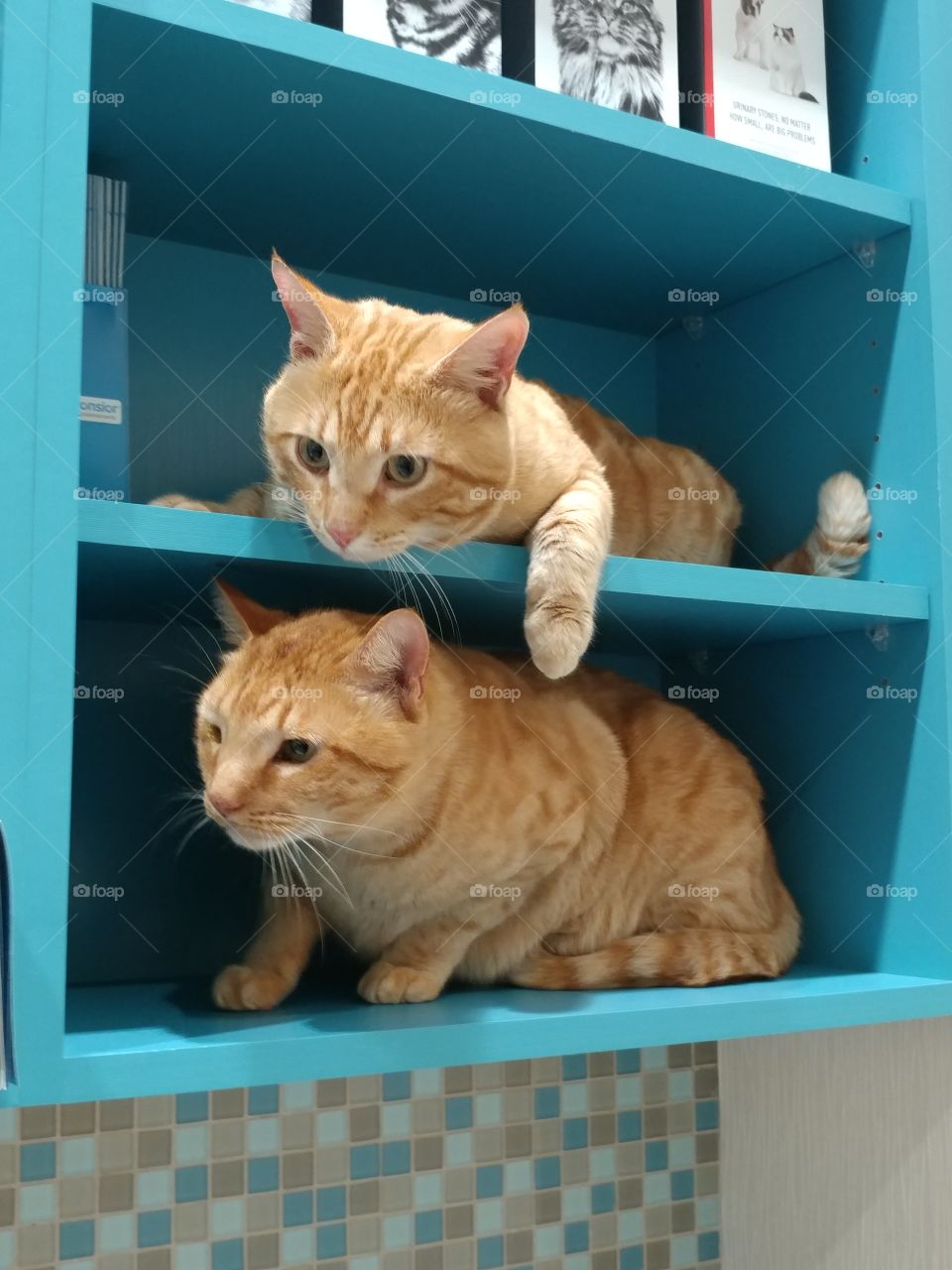 Two orange tabbys waiting anxiously for the veterinarian on a blue shelf.