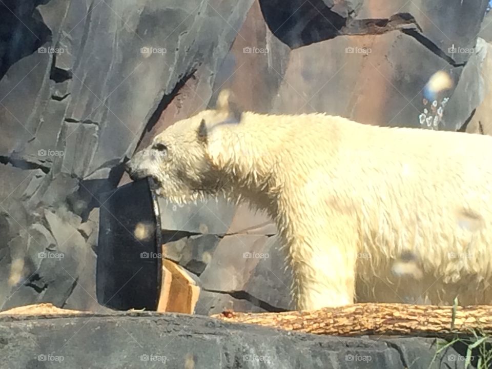 Polar bear at the zoo 