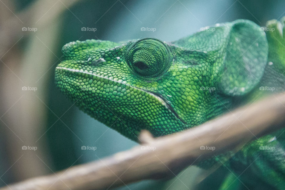 Chameleon eyes 
