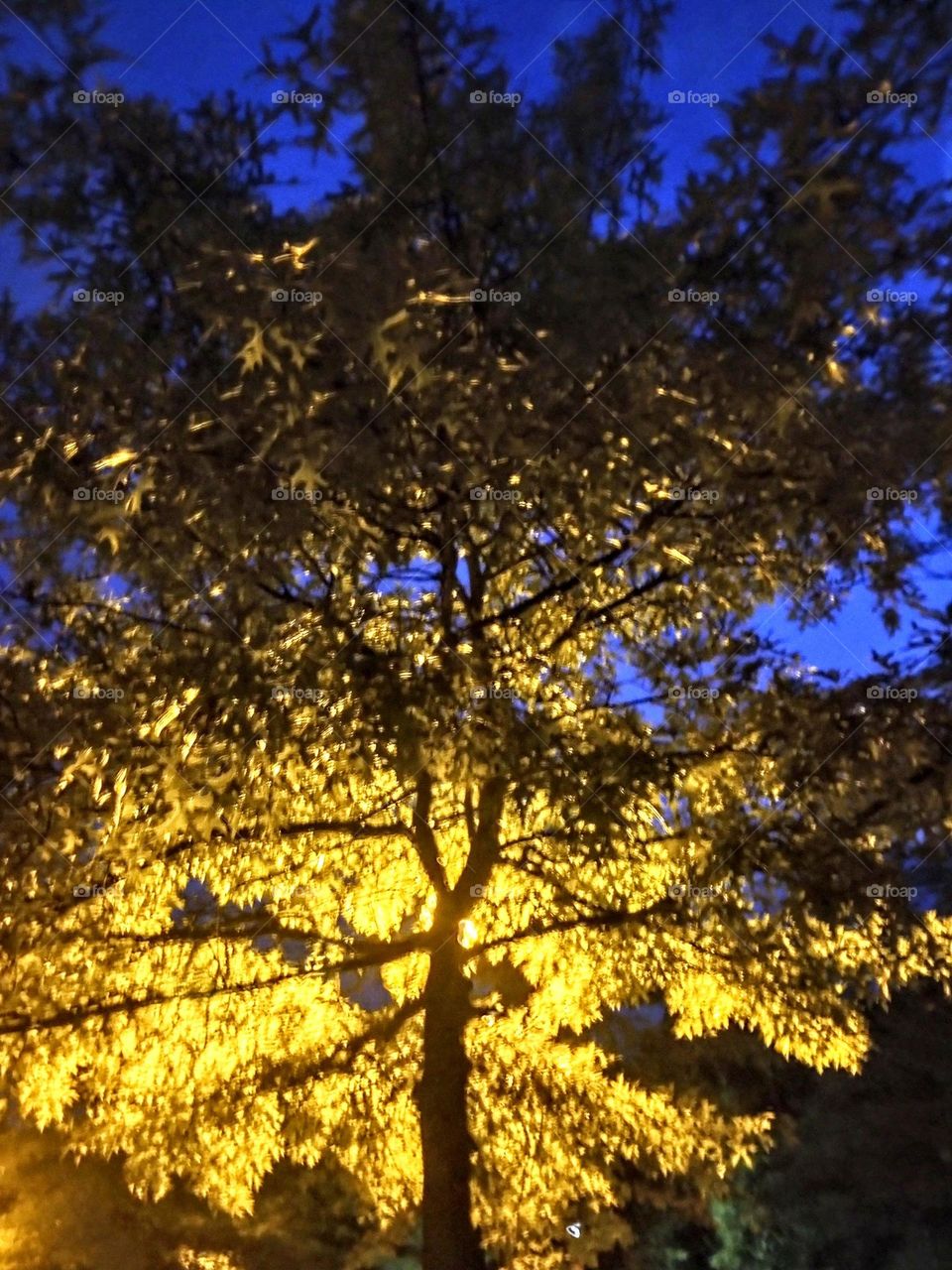 Illuminated Tree