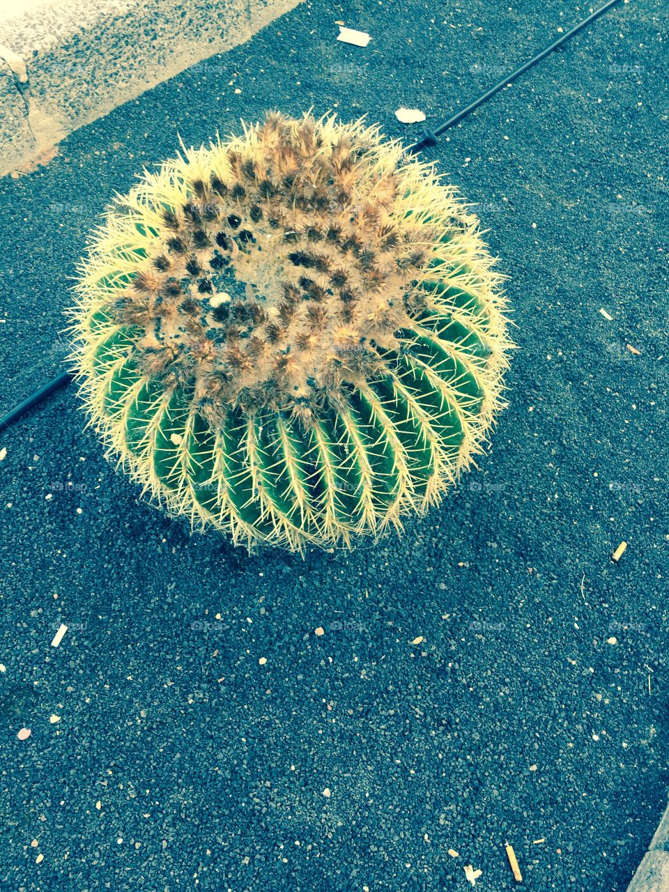 Cactus 🌵 de Lanzarote Islas Canaria