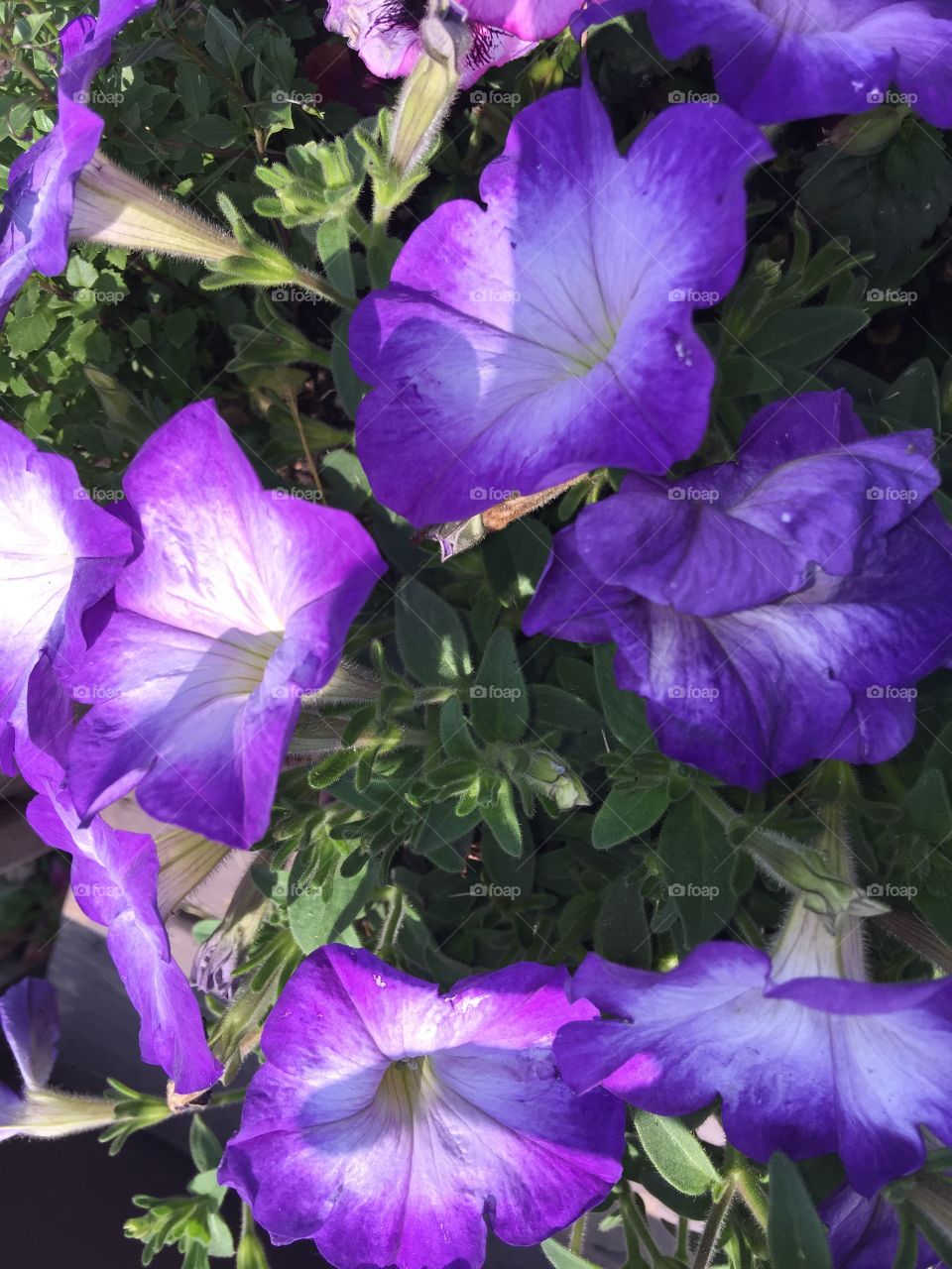 Purple flower garden