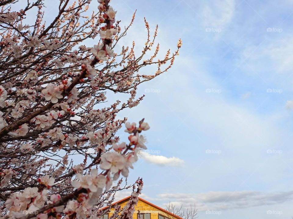 blossoming apricot branches.