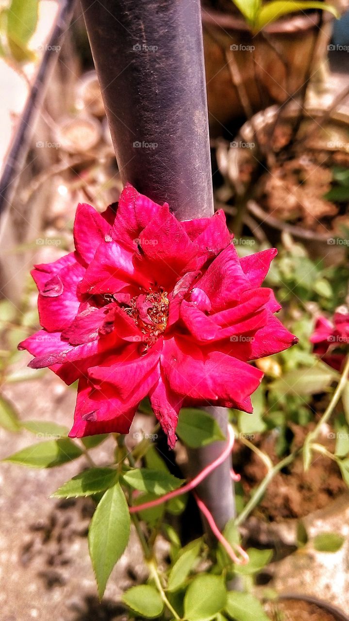 Don't be like a rose, prick and will wither