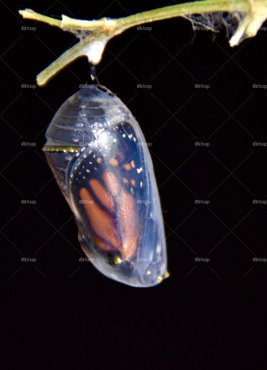 Transparent Monarch chrysalis getting ready to hatch