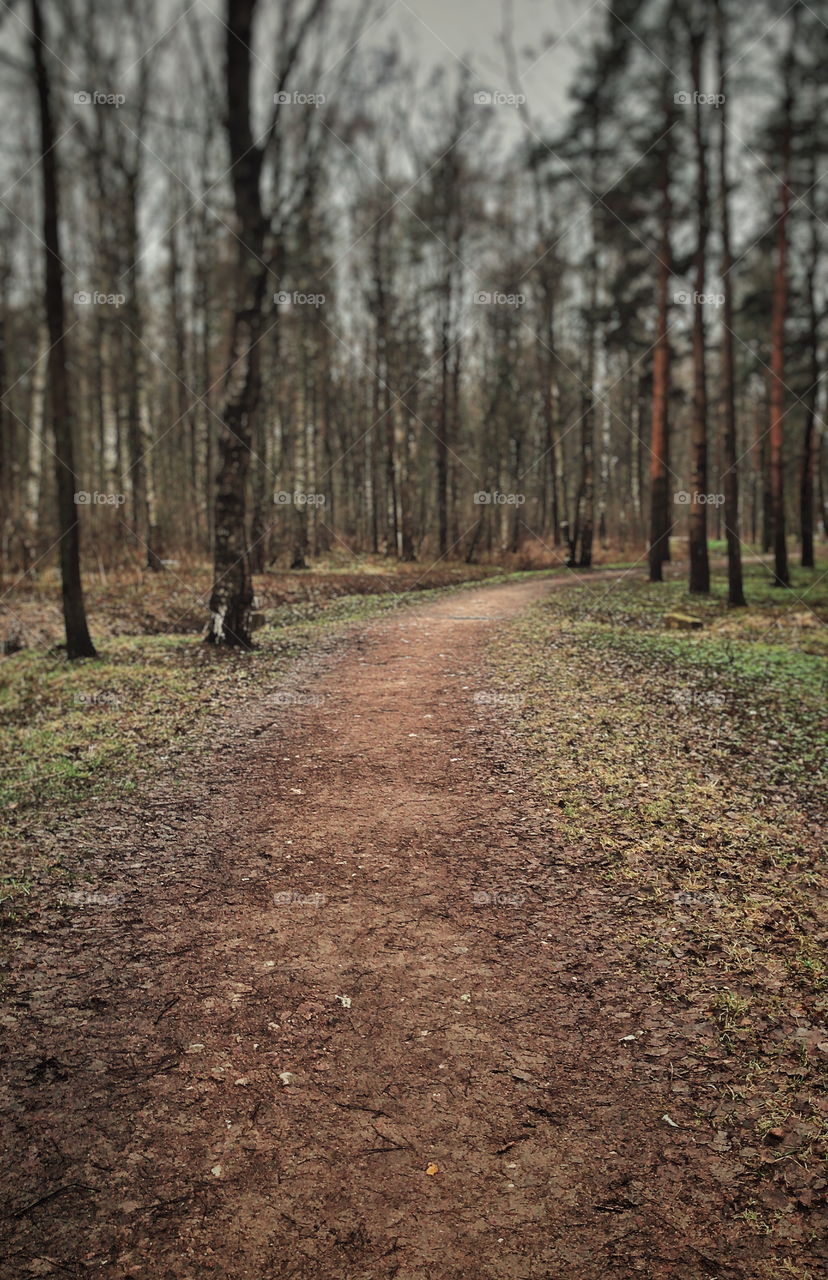 Ранняя весна. Лес. Forest.