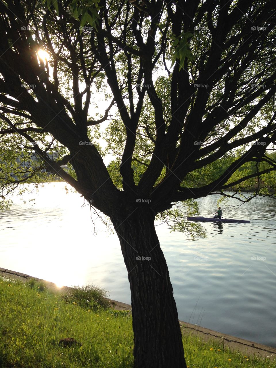 Sunlight passing through the tree