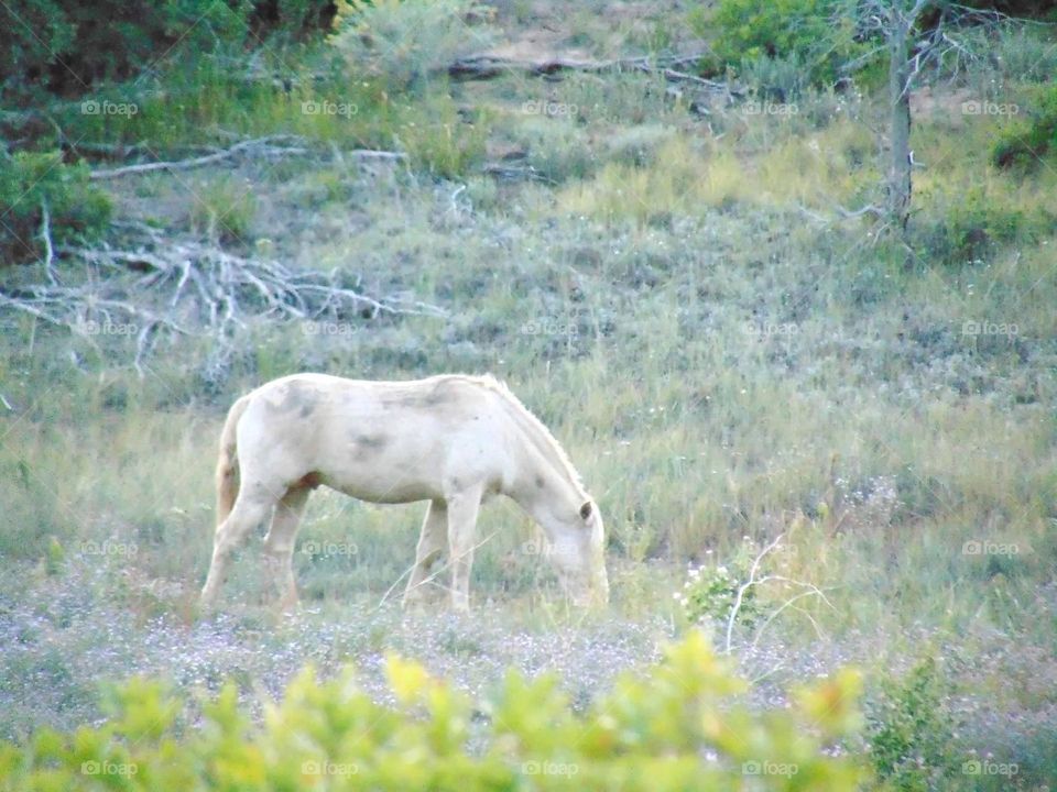 Beautiful white wild horse. 