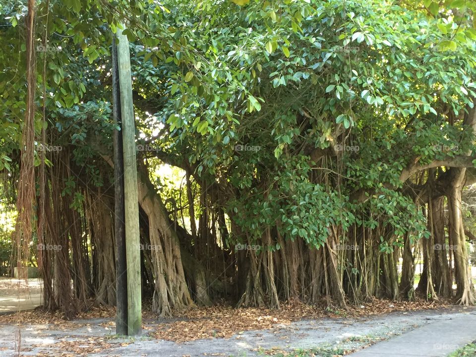 Banyan Tree(s), Florida Keys, USA