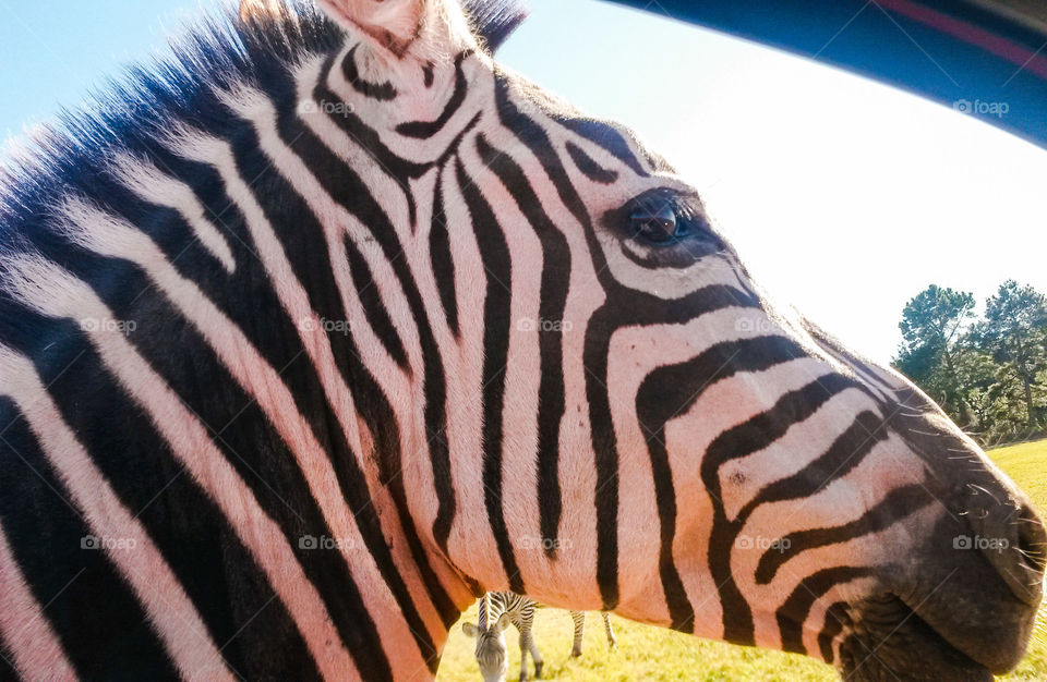 Here's Looking at You Kid. A zebra up close and personal.