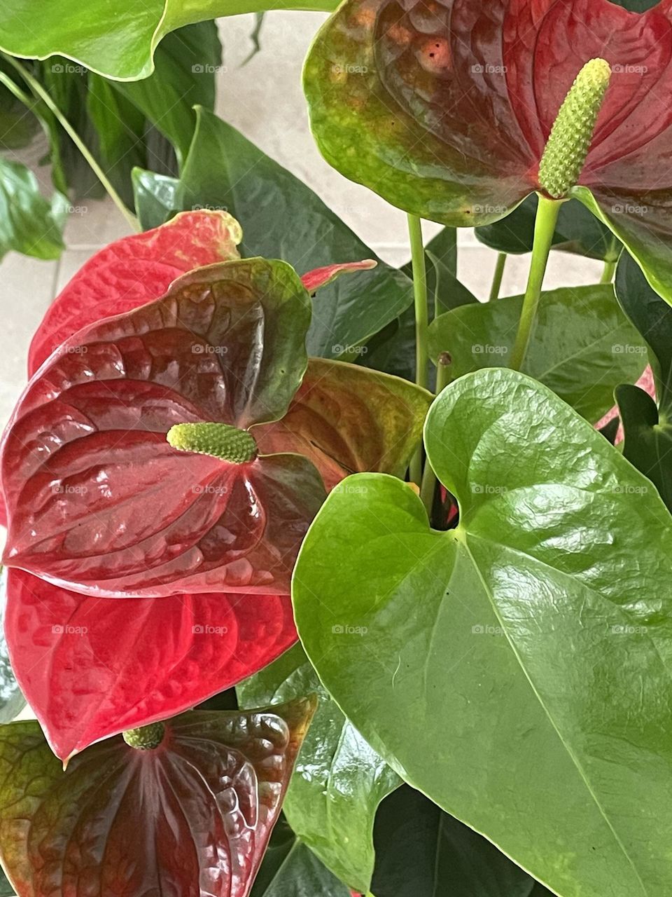 Close-up plant photo 