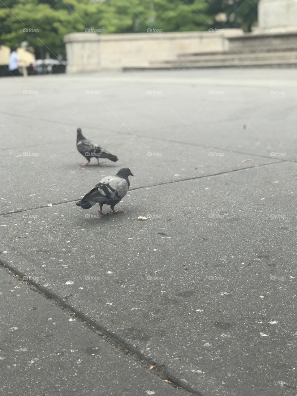 Brooklyn ny birds 