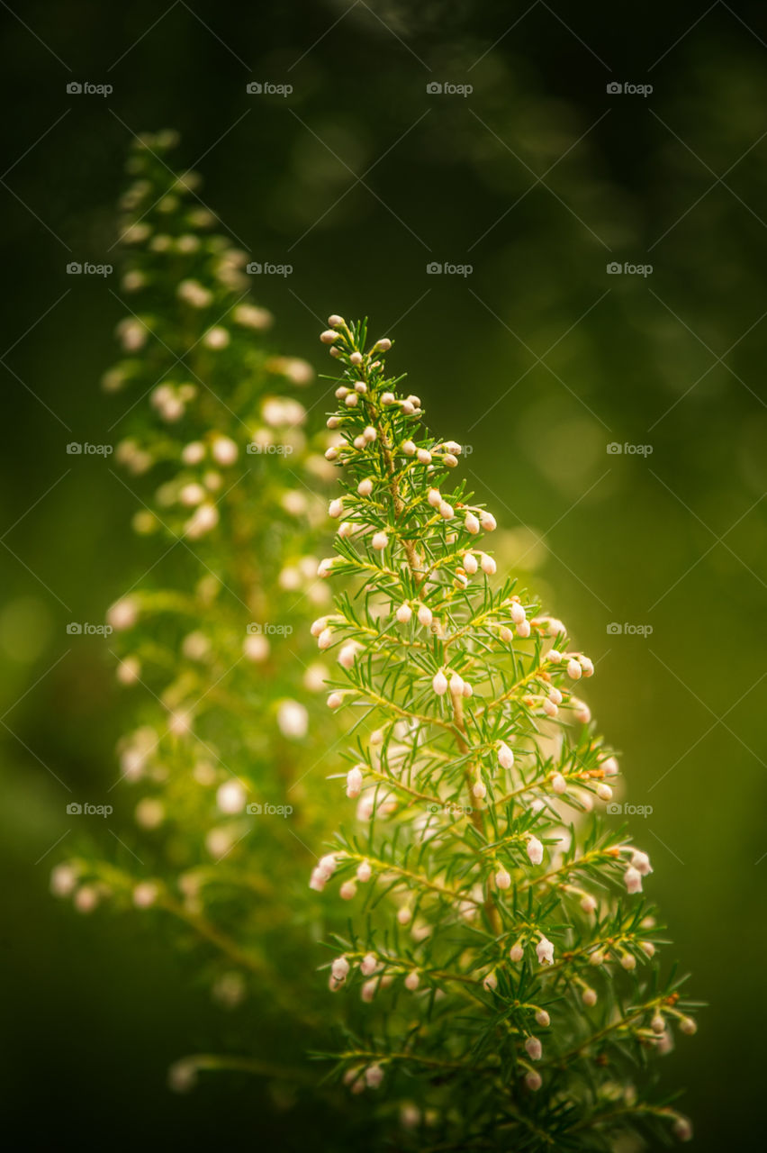 Spring flowers in London