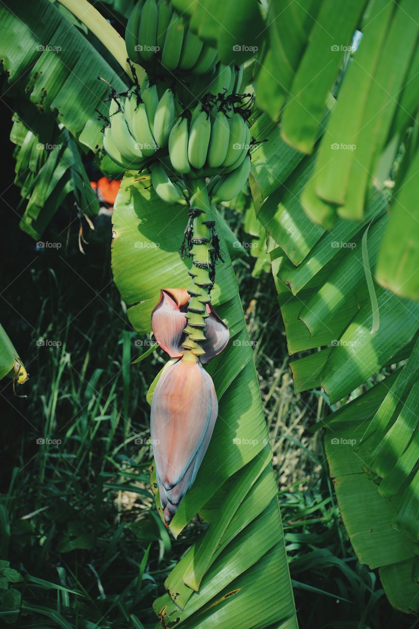 Banana blossoming on tree with green leaves background