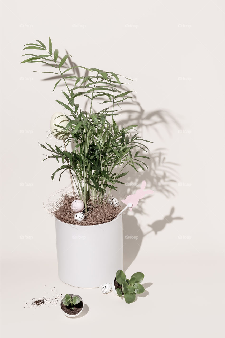 Easter, home gardening composition of pot with a home plant decorated with Easter eggs and small sprouts planted in the shells. The concept of preparing and celebrating Easter at home