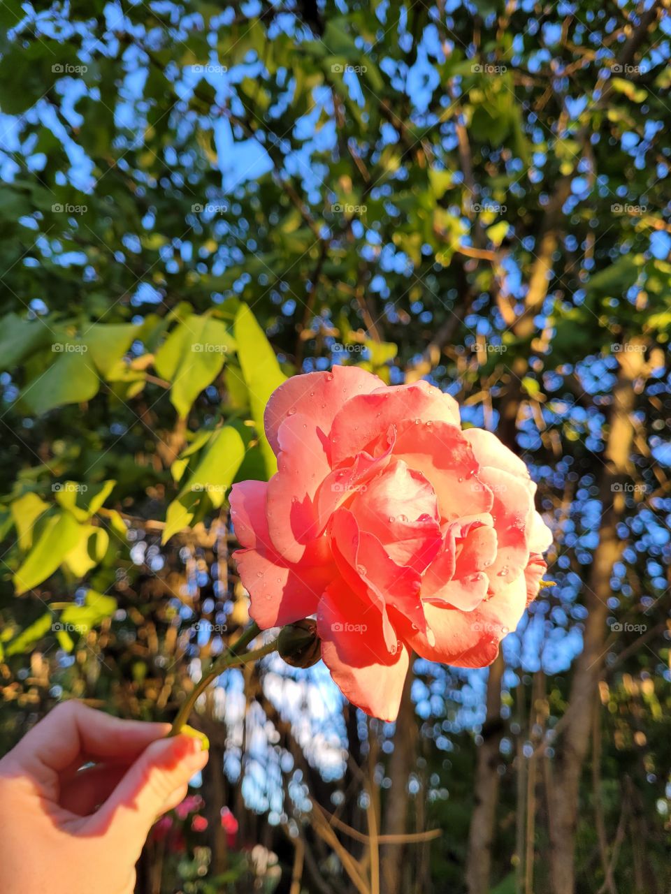 Individual coral pink rose held up with sun beaming on petals in summer garden
